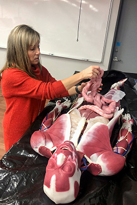 Professor of Biology and Life and Physical Science Department Chair Cheryl Thomas uses the SynDaver Synthetic Human Surgical Model in her Anatomy and Physiology Class at John A. Logan College.