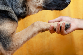 Dog shaking hands with a person.